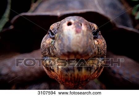 Picture - Galapagos tortoise (Geocheione elephantopus), Galapagos Islands, Ecuador, close-up . Fotosearch