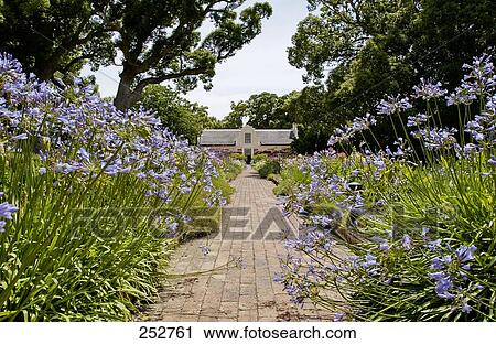 Garden in front of mansion, Vergelegen, Somerset West, Western Cape Province, South Africa View Large Photo Image Stock Image - Garden in front of mansion, Vergelegen, Somerset West, Western Cape Province, South Africa . Fotosearch