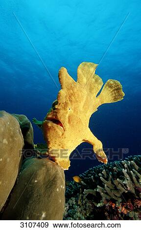 Stock Photo - Giant frogfish (Antennarius commersonii) in coral reef, Panglao Island, Philippines, Bohol Sea . Fotosearch