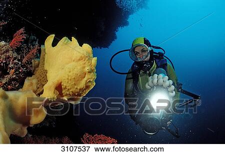 Giant frogfish (Antennarius commersonii) and scuba diver in coral reef, Sulawesi, Indonesia View Large Photo Image Stock Photo - Giant frogfish (Antennarius commersonii) and scuba diver in coral reef, Sulawesi, Indonesia . Fotosearch