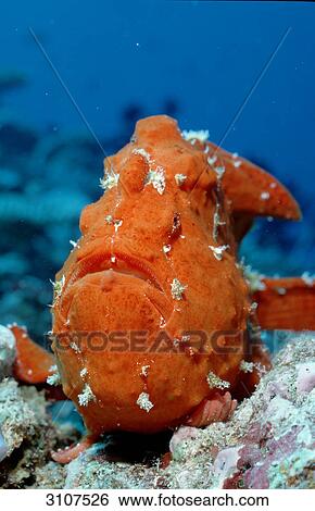 Giant frogfish (Antennarius commersonii), Ari Atoll, Maldives, Indian Ocean, close-up View Large Photo Image Stock Photograph - Giant frogfish (Antennarius commersonii), Ari Atoll, Maldives, Indian Ocean, close-up . Fotosearch