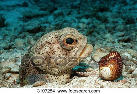 Giant jawfish (Opistognathus rhomaleus) digging den, La Paz, Mexico, Sea of Cortez, close-up View Large Photo Image Picture - Giant jawfish (Opistognathus rhomaleus) digging den, La Paz, Mexico, Sea of Cortez, close-up . Fotosearch