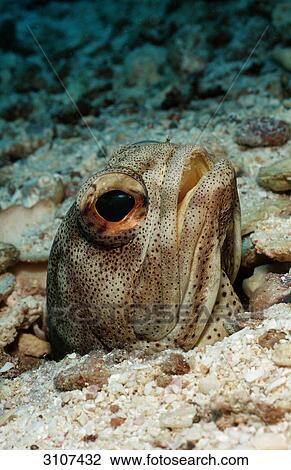 Stock Image - Giant jawfish (Opistognathus rhomaleus) in den, La Paz, Mexico, Sea of Cortez, close-up . Fotosearch