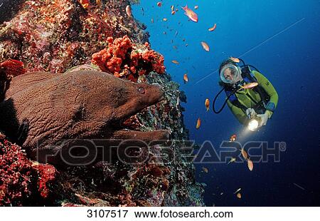 Giant moray (Gymnothorax javanicus) and scuba diver, Ari Atoll, Maldives View Large Photo Image Stock Photo - Giant moray (Gymnothorax javanicus) and scuba diver, Ari Atoll, Maldives . Fotosearch