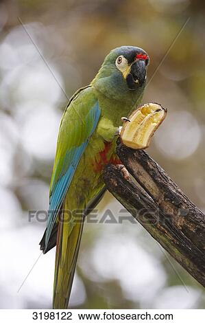 Golden-collared Macaw (Primolius auricollis), Foz do Iguacu, Brazil, close-up  View Large Photo Image Stock Image - Golden-collared Macaw (Primolius auricollis), Foz do Iguacu, Brazil, close-up . Fotosearch