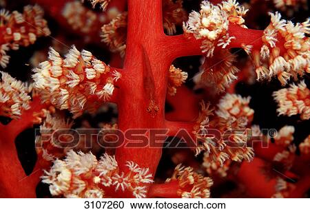 Gorgonian Goby (Bryaninops amplus), Similan Islands, Thailand, Andaman Sea, underwater shot View Large Photo Image Stock Image - Gorgonian Goby (Bryaninops amplus), Similan Islands, Thailand, Andaman Sea, underwater shot . Fotosearch