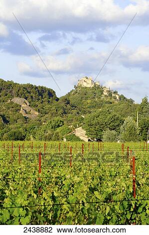 Grapevine growing in field, Entrechaux, Vaucluse, Provence-Alpes-Cote d'Azur, France View Large Photo Image Stock Image - Grapevine growing in field, Entrechaux, Vaucluse, Provence-Alpes-Cote d'Azur, France . Fotosearch