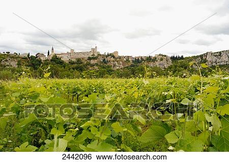 Stock Photograph - Grapevine growing in field with castle in background, Aigueze, Ardeche, Rhone-Alpes, France . Fotosearch