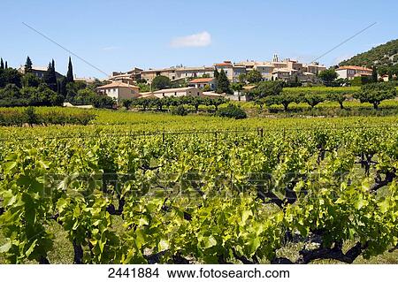 Grapevine growing in field with village in background, Rousset-Les-Vignes, Vaucluse, Provence-Alpes-Cote d'Azur, France View Large Photo Image Picture - Grapevine growing in field with village in background, Rousset-Les-Vignes, Vaucluse, Provence-Alpes-Cote d'Azur, France . Fotosearch
