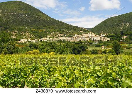 Grapevine growing in field with village in background, Venterol, Vaucluse, Provence-Alpes-Cote d'Azur, France View Large Photo Image Stock Image - Grapevine growing in field with village in background, Venterol, Vaucluse, Provence-Alpes-Cote d'Azur, France . Fotosearch