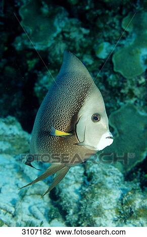Stock Image - Gray Angelfish (Pomacanthus arcuatus) on coral reef, Yucatan, Mexico, Caribbean Sea, close-up . Fotosearch