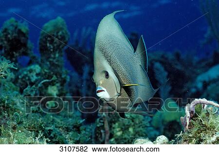 Gray Angelfish (Pomacanthus arcuatus) on coral reef, British Virgin Islands, Caribbean Sea View Large Photo Image Stock Image - Gray Angelfish (Pomacanthus arcuatus) on coral reef, British Virgin Islands, Caribbean Sea . Fotosearch