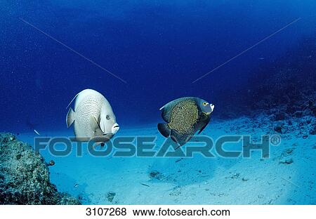 Gray angelfish (Pomacanthus arcuatus) and French Angelfish (Pomacanthus paru), Bahamas, Atlantic Ocean, side view View Large Photo Image Stock Photo - Gray angelfish (Pomacanthus arcuatus) and French Angelfish (Pomacanthus paru), Bahamas, Atlantic Ocean, side view . Fotosearch
