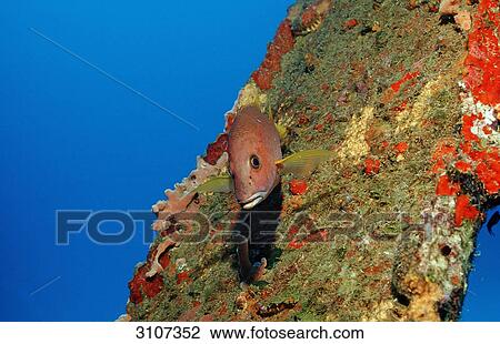 Stock Image - Gray snapper (Lutjanus griseus), Bonaire, Netherlands Antilles, Caribbean Sea, underwater shot . Fotosearch