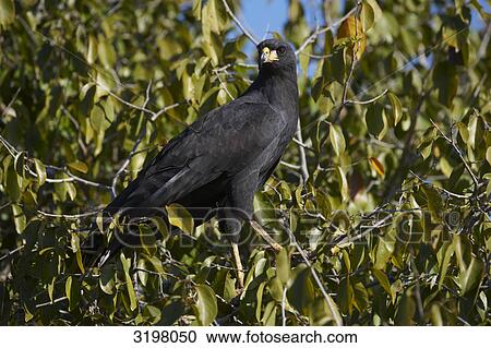 Stock Image - Great Black Hawk (Buteogallus urubitinga) on tree, Pantanal, Mato Grosso, Brazil . Fotosearch