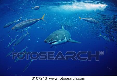 Stock Image - Great White Shark (Carcharodon carcharias) and school of fish, Isla Guadalupe, Mexico . Fotosearch