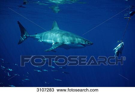 Stock Image - Great White Shark (Carcharodon carcharias) swimming to bait, Dyer Island, Gansbaai, Republic of South Africa, side view . Fotosearch
