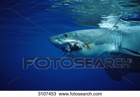 Great White Shark (Carcharodon carcharias) biting in bait, Guadalupe Island, Mexico, side view View Large Photo Image Stock Image - Great White Shark (Carcharodon carcharias) biting in bait, Guadalupe Island, Mexico, side view . Fotosearch