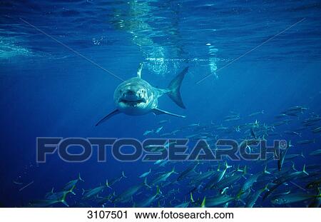 Great White Shark (Carcharodon carcharias) and school of fish, Isla Guadalupe, Mexico, front view View Large Photo Image Stock Image - Great White Shark (Carcharodon carcharias) and school of fish, Isla Guadalupe, Mexico, front view . Fotosearch