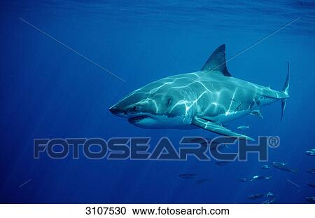 Great White Shark (Carcharodon carcharias), Dangerous Reef, Neptune Island, Australia, side view View Large Photo Image Stock Image - Great White Shark (Carcharodon carcharias), Dangerous Reef, Neptune Island, Australia, side view . Fotosearch