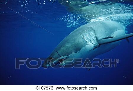 Great White Shark (Carcharodon carcharias) immersing into water, Guadalupe Island, Mexico, side view View Large Photo Image Stock Image - Great White Shark (Carcharodon carcharias) immersing into water, Guadalupe Island, Mexico, side view . Fotosearch