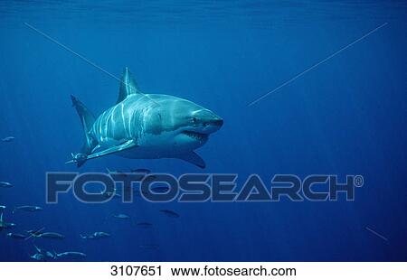 Great White Shark (Carcharodon carcharias) and school of fish, Dyer Island, Gansbaai, Republic of South Africa View Large Photo Image Stock Image - Great White Shark (Carcharodon carcharias) and school of fish, Dyer Island, Gansbaai, Republic of South Africa . Fotosearch