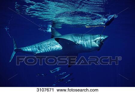Great White Shark (Carcharodon carcharias) biting in bait, Guadalupe Island, Mexico, side view View Large Photo Image Stock Image - Great White Shark (Carcharodon carcharias) biting in bait, Guadalupe Island, Mexico, side view . Fotosearch