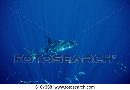 Great White Shark (Carcharodon carcharias), Dyer Island, Gansbaai, Republic of South Africa, side view View Large Photo Image Stock Photo - Great White Shark (Carcharodon carcharias), Dyer Island, Gansbaai, Republic of South Africa, side view . Fotosearch