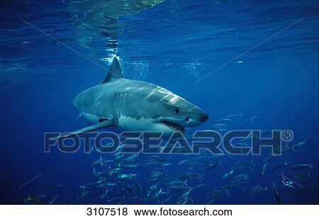 Great White Shark (Carcharodon carcharias) and school of fish, Isla Guadalupe, Mexico View Large Photo Image Stock Photo - Great White Shark (Carcharodon carcharias) and school of fish, Isla Guadalupe, Mexico . Fotosearch