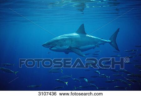 Great White Shark (Carcharodon carcharias) and school of fish, Dyer Island, Gansbaai, Republic of South Africa, side view View Large Photo Image Stock Photograph - Great White Shark (Carcharodon carcharias) and school of fish, Dyer Island, Gansbaai, Republic of South Africa, side view . Fotosearch