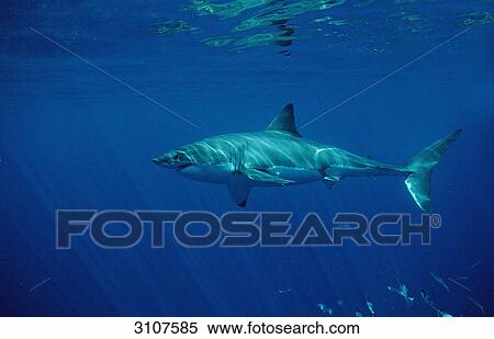 Stock Photography - Great White Shark (Carcharodon carcharias), Dyer Island, Gansbaai, Republic of South Africa, side view . Fotosearch