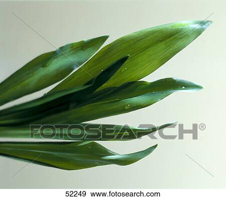 Green leaves of tulips on white background View Large Photo Image Stock Photo - Green leaves of tulips on white background . Fotosearch