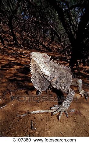 Stock Image - Green Leguan (Iguana iguana), Washington Slagbaai National Park, Bonaire, Netherlands Antilles . Fotosearch