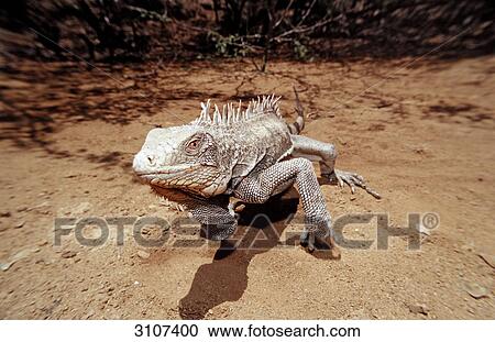 Stock Image - Green Leguan (Iguana iguana), Washington Slagbaai National Park, Bonaire, Netherlands Antilles . Fotosearch