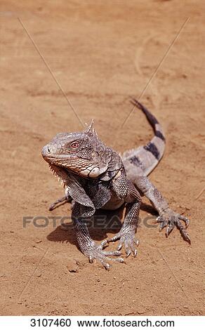 Green Leguan (Iguana iguana), Washington Slagbaai National Park, Bonaire, Netherlands Antilles View Large Photo Image Stock Image - Green Leguan (Iguana iguana), Washington Slagbaai National Park, Bonaire, Netherlands Antilles . Fotosearch