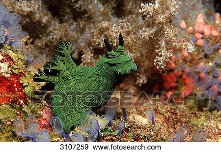 Green Neon Slug, Panglao Island, Philippines, Bohol Sea, underwater shot View Large Photo Image Stock Photo - Green Neon Slug, Panglao Island, Philippines, Bohol Sea, underwater shot . Fotosearch