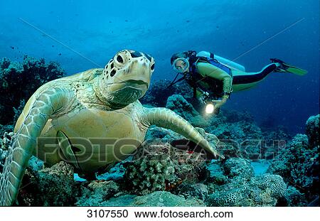 Green Turtle (Chelonia mydas) and scuba diver, Sipadan, Malaysia View Large Photo Image Stock Image - Green Turtle (Chelonia mydas) and scuba diver, Sipadan, Malaysia . Fotosearch
