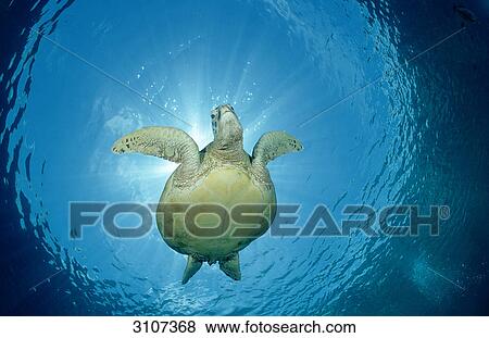 Green Turtle (Chelonia mydas) swimming close to water surface, Sipadan, Malaysia, view from below View Large Photo Image Stock Photo - Green Turtle (Chelonia mydas) swimming close to water surface, Sipadan, Malaysia, view from below . Fotosearch