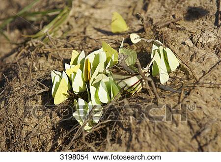 Group of yellow butterflies (Statira Sulphur), Mato Grosso, Brazil, close-up View Large Photo Image Picture - Group of yellow butterflies (Statira Sulphur), Mato Grosso, Brazil, close-up . Fotosearch
