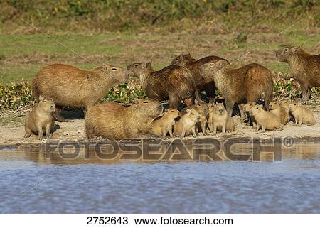 Guinea Pigs with its young ones at riverside, Venezuela View Large Photo Image Stock Image - Guinea Pigs with its young ones at riverside, Venezuela . Fotosearch