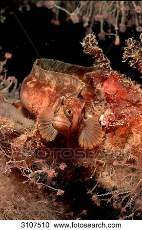 Stock Image - Gunnel (Pholis gunnelleus), Norway, Atlantic Ocean, front view . Fotosearch