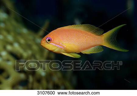Harem Flag Basslet (Pseudanthias squamipinnis), Zabargad, Egypt, Red Sea, side view View Large Photo Image Stock Image - Harem Flag Basslet (Pseudanthias squamipinnis), Zabargad, Egypt, Red Sea, side view . Fotosearch