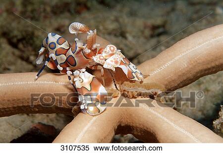 Stock Photography - Harlequin Shrimp (Hymenocera elegans) feeding on starfisch (Asteroidea), Maldives, Indian Ocean, close-up . Fotosearch