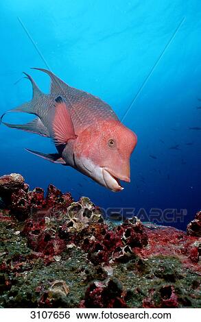 Harlequin Wrasse (Bodianus eclancheri) swimming close to coral reef, Galapagos Islands, Ecuador, side view View Large Photo Image Stock Photograph - Harlequin Wrasse (Bodianus eclancheri) swimming close to coral reef, Galapagos Islands, Ecuador, side view . Fotosearch