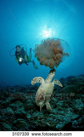 Hawksbill turtle (Eretmochelys imbricata) eating jellyfish and scuba diver, Ari Atoll, Maldives, Indian Ocean, underwater shot View Large Photo Image Stock Photo - Hawksbill turtle (Eretmochelys imbricata) eating jellyfish and scuba diver, Ari Atoll, Maldives, Indian Ocean, underwater shot . Fotosearch