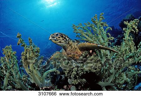 Stock Photograph - Hawksbill turtle (Eretmochelys imbricata) among soft corals, Zabargad, Red Sea, Egypt, low angle view . Fotosearch