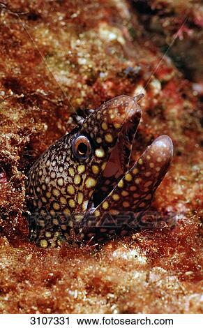 Head of a Jewel Moray Eel (Muraena lentiginosa), Sea of Cortez, Mexico, close-up View Large Photo Image Stock Image - Head of a Jewel Moray Eel (Muraena lentiginosa), Sea of Cortez, Mexico, close-up . Fotosearch
