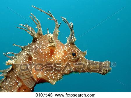 Head of a Long-snouted Seahorse (Hippocampus guttulatus), Sardinia, Mediterranean Sea, Sardinia, side view View Large Photo Image Stock Image - Head of a Long-snouted Seahorse (Hippocampus guttulatus), Sardinia, Mediterranean Sea, Sardinia, side view . Fotosearch