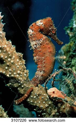 Stock Photograph - Head of a Long-snouted Seahorse (Hippocampus guttulatus), Saba, Dutch Antilles, Caribbean Sea, side view . Fotosearch