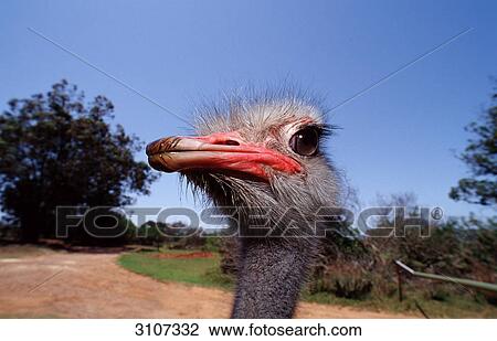 Head of a South African Ostrich (Struthio camelus australis), Addo Elephant National Park, South Africa, close-up View Large Photo Image Stock Image - Head of a South African Ostrich (Struthio camelus australis), Addo Elephant National Park, South Africa, close-up . Fotosearch